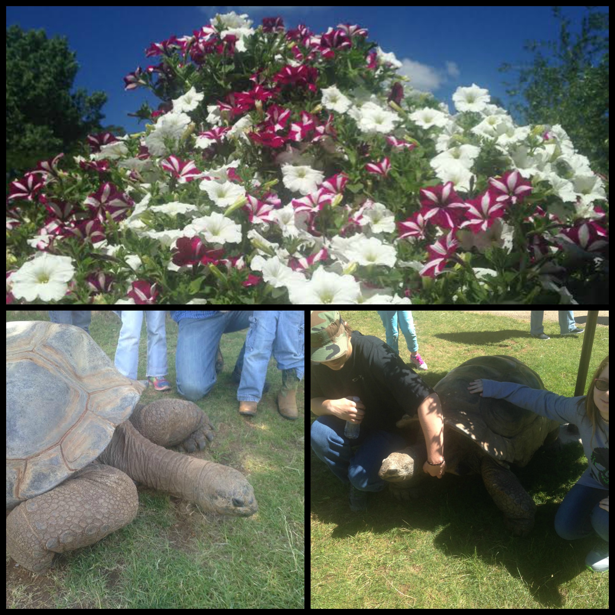 Tortoises at Reptile Gardens